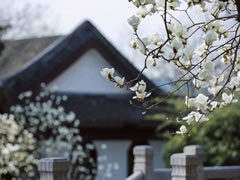 院立東方龍?zhí)ь^，滿園春風(fēng)花漸開(kāi)